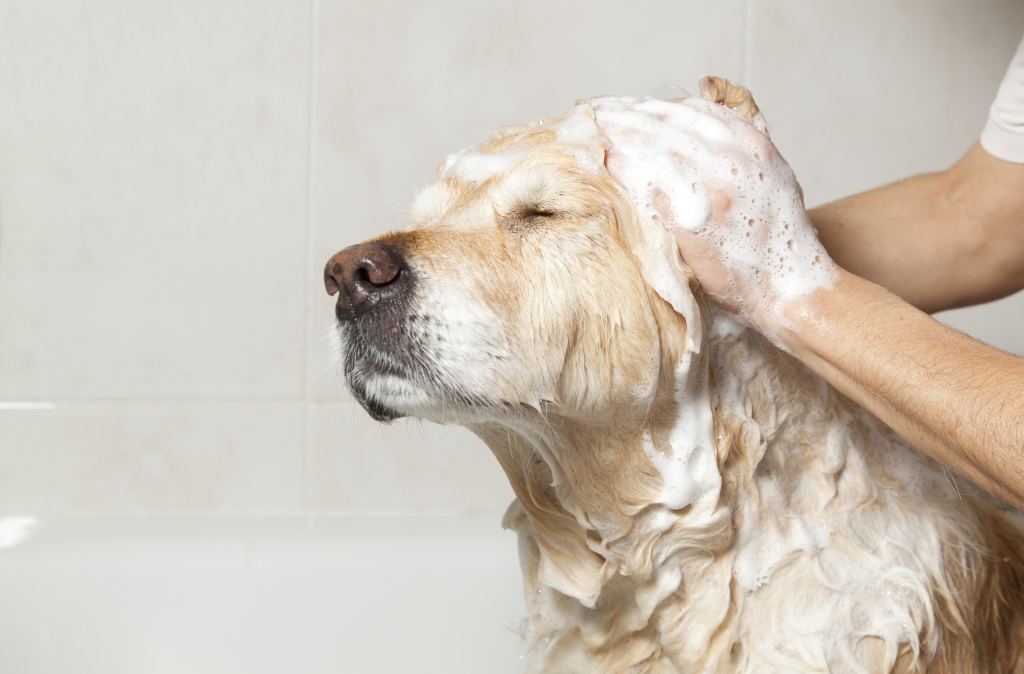 Banho e Tosa