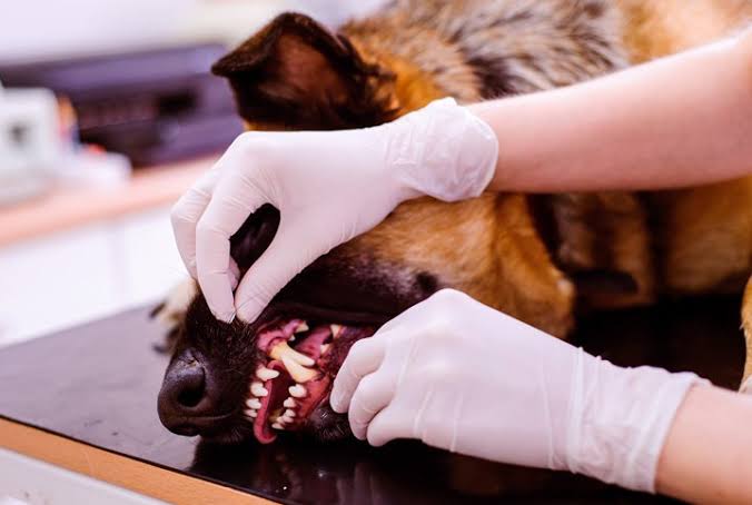 Odontologia