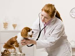 Consultas